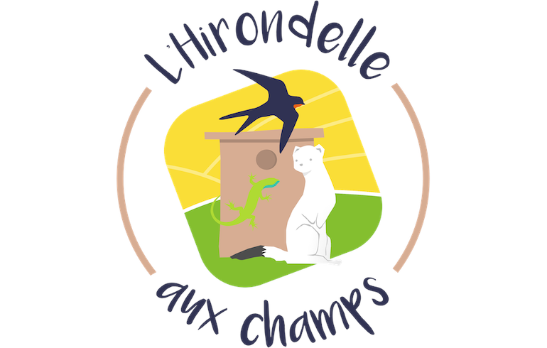 Hirondelle aux champs